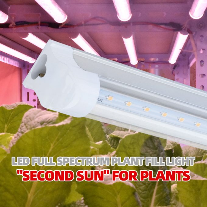 led grow light plant