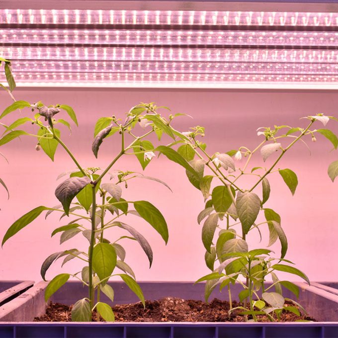 2ft 4ft T8 grow light