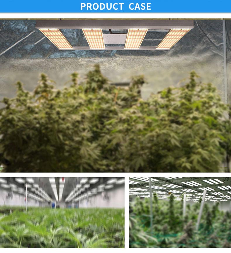 How many grams of weed can you get from an individual plant?（二）