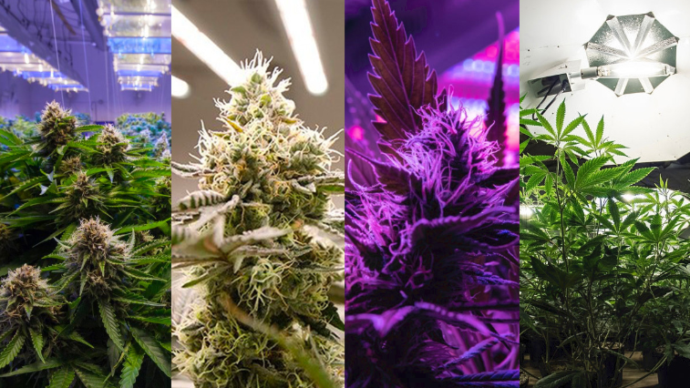 Different kinds of light used for growing