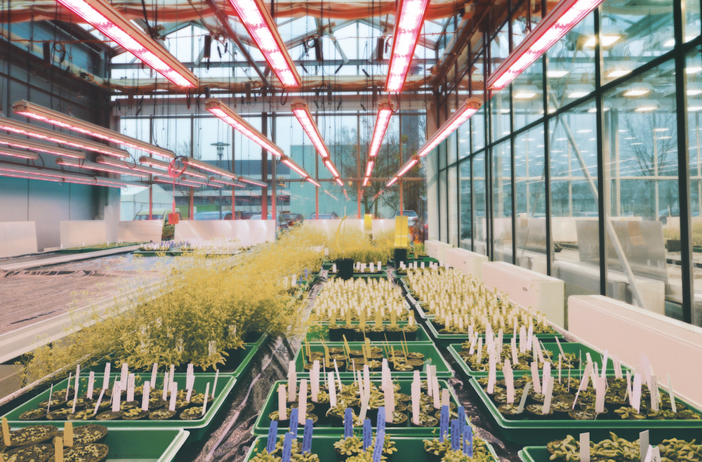 Analysis on the Advantages of Semiconductor Light Compensation in Greenhouse（三）